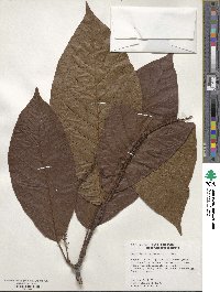 Coccoloba densifrons image