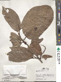 Coccoloba densifrons image