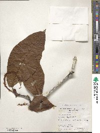 Coccoloba densifrons image