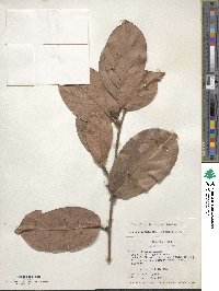 Coccoloba densifrons image