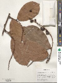 Coccoloba densifrons image