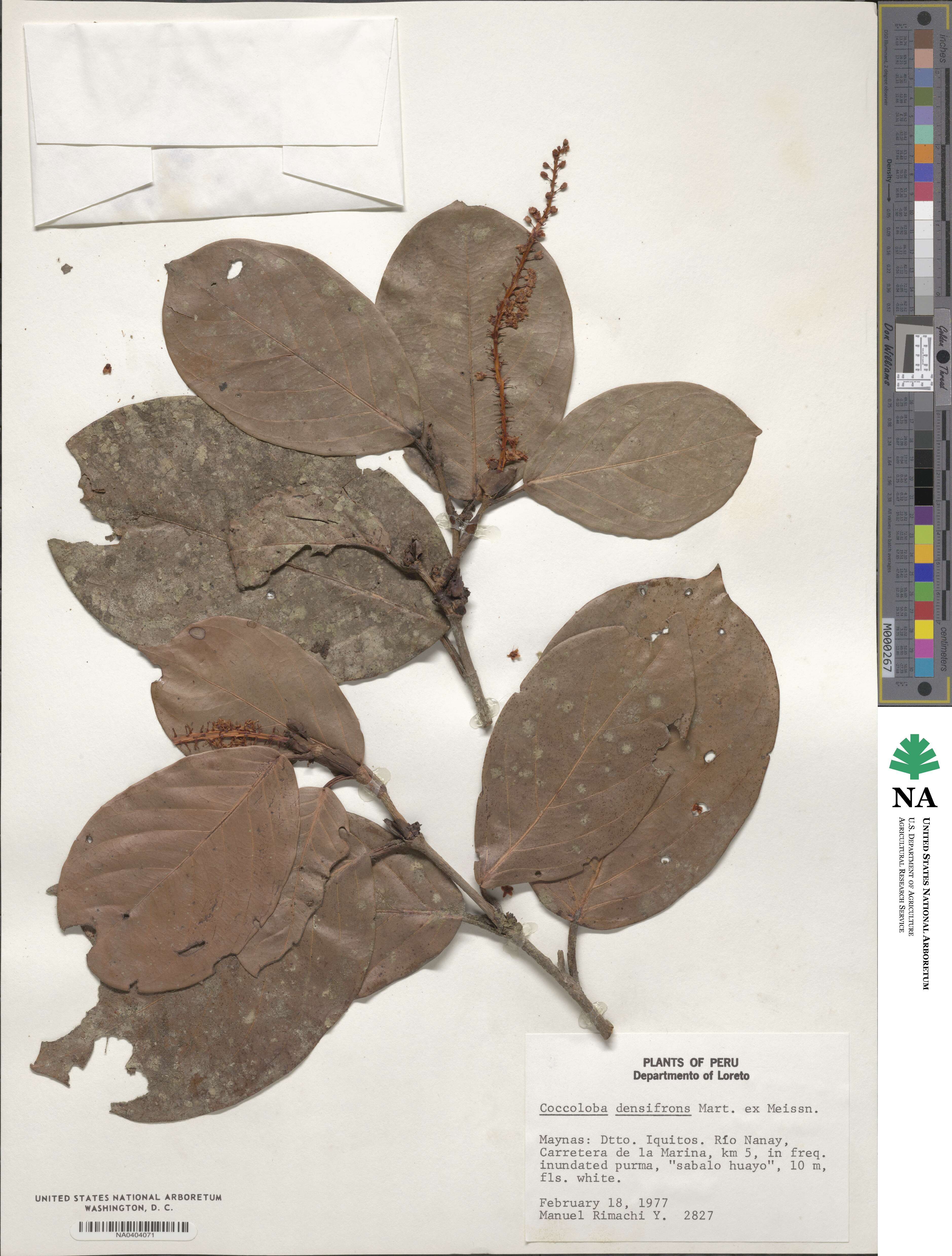 Coccoloba densifrons image