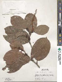 Coccoloba densifrons image