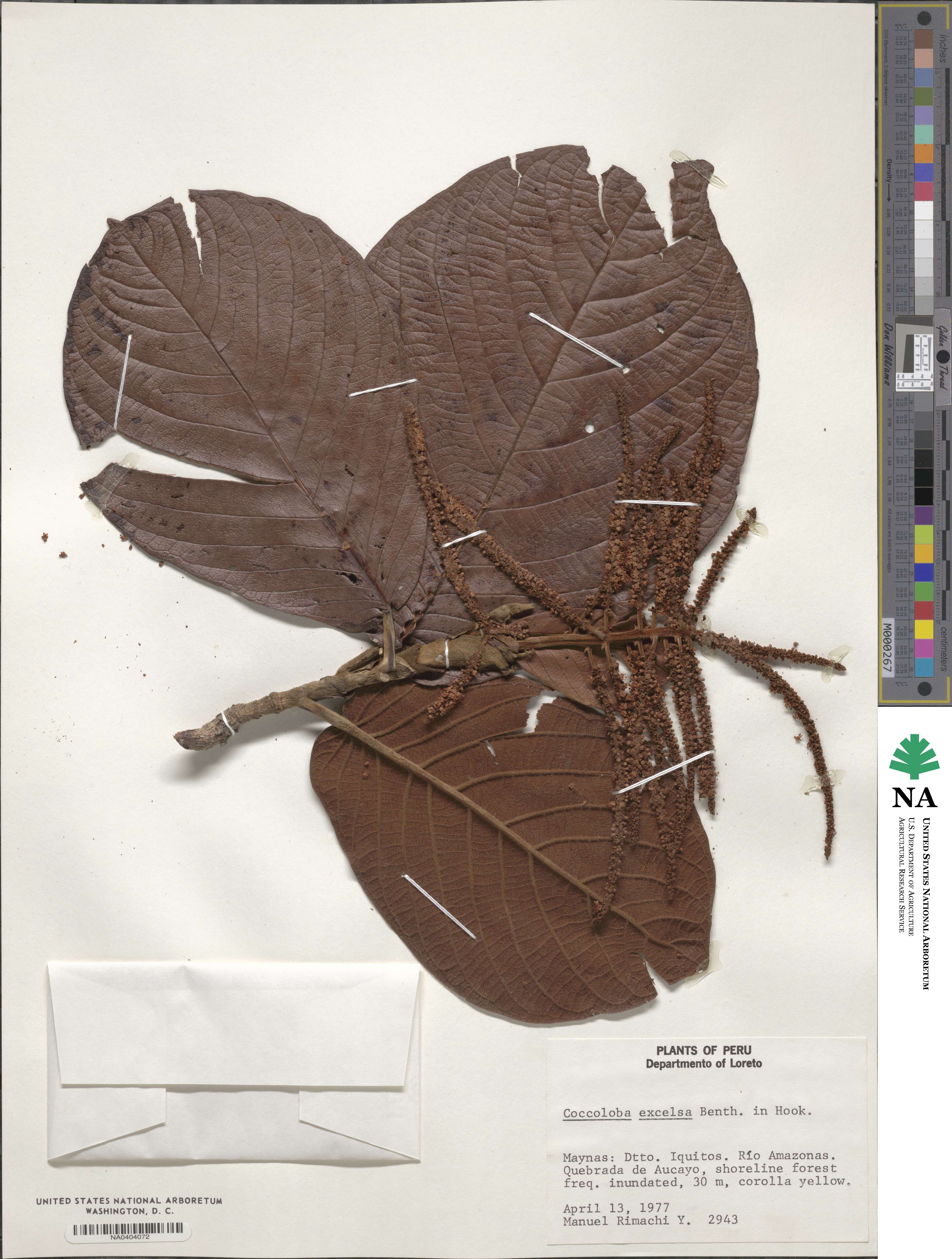 Coccoloba excelsa image