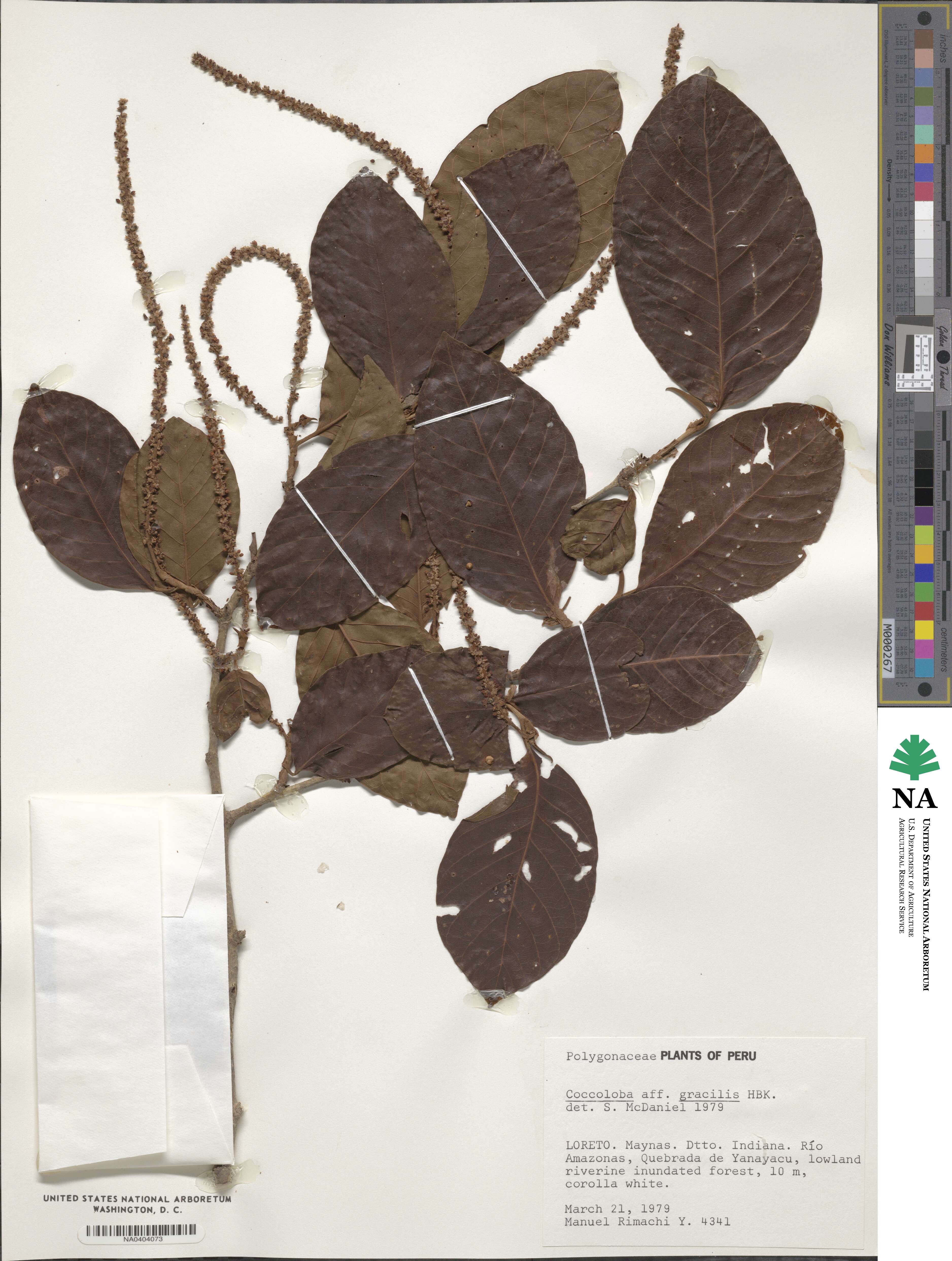 Coccoloba gracilis image