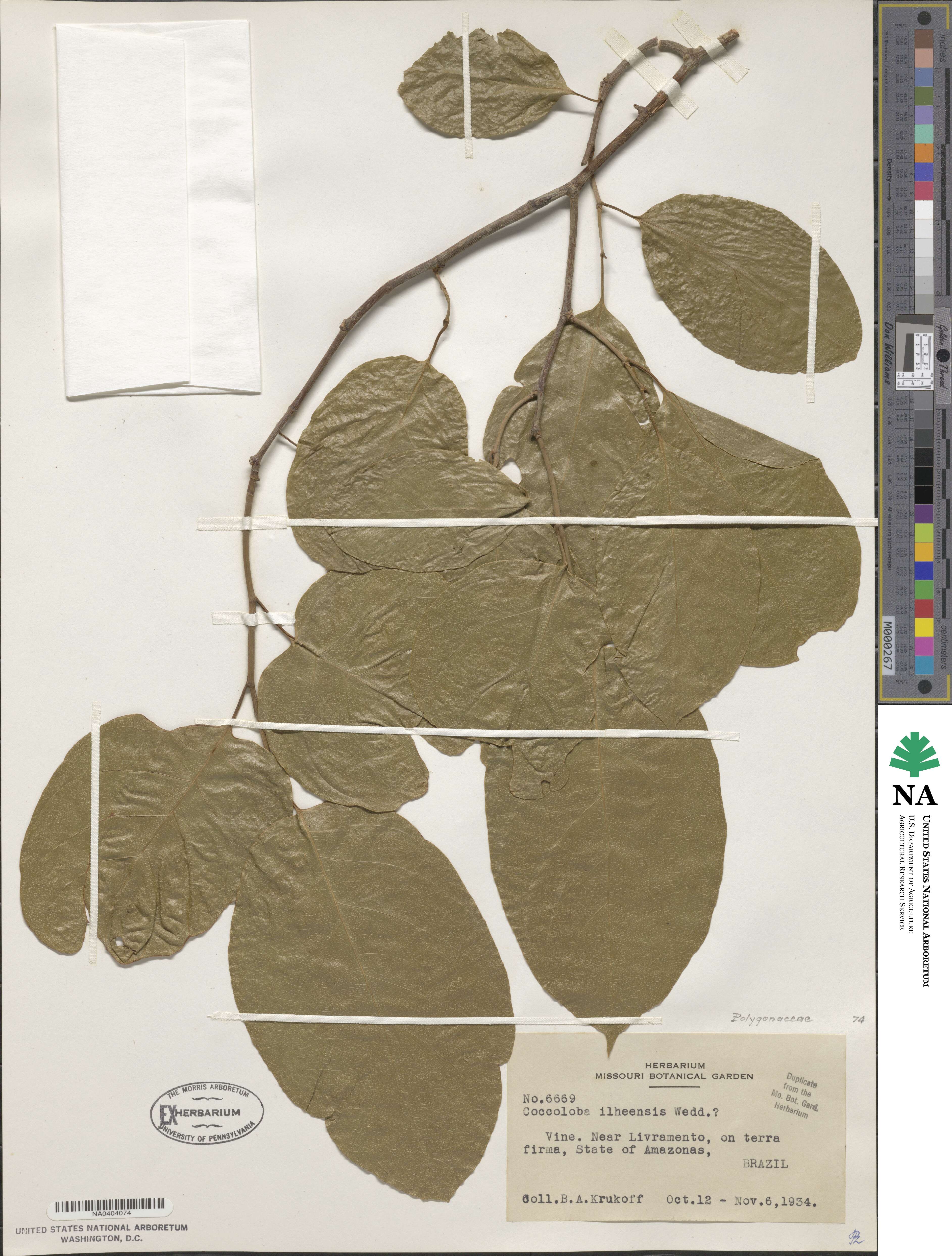 Coccoloba declinata image