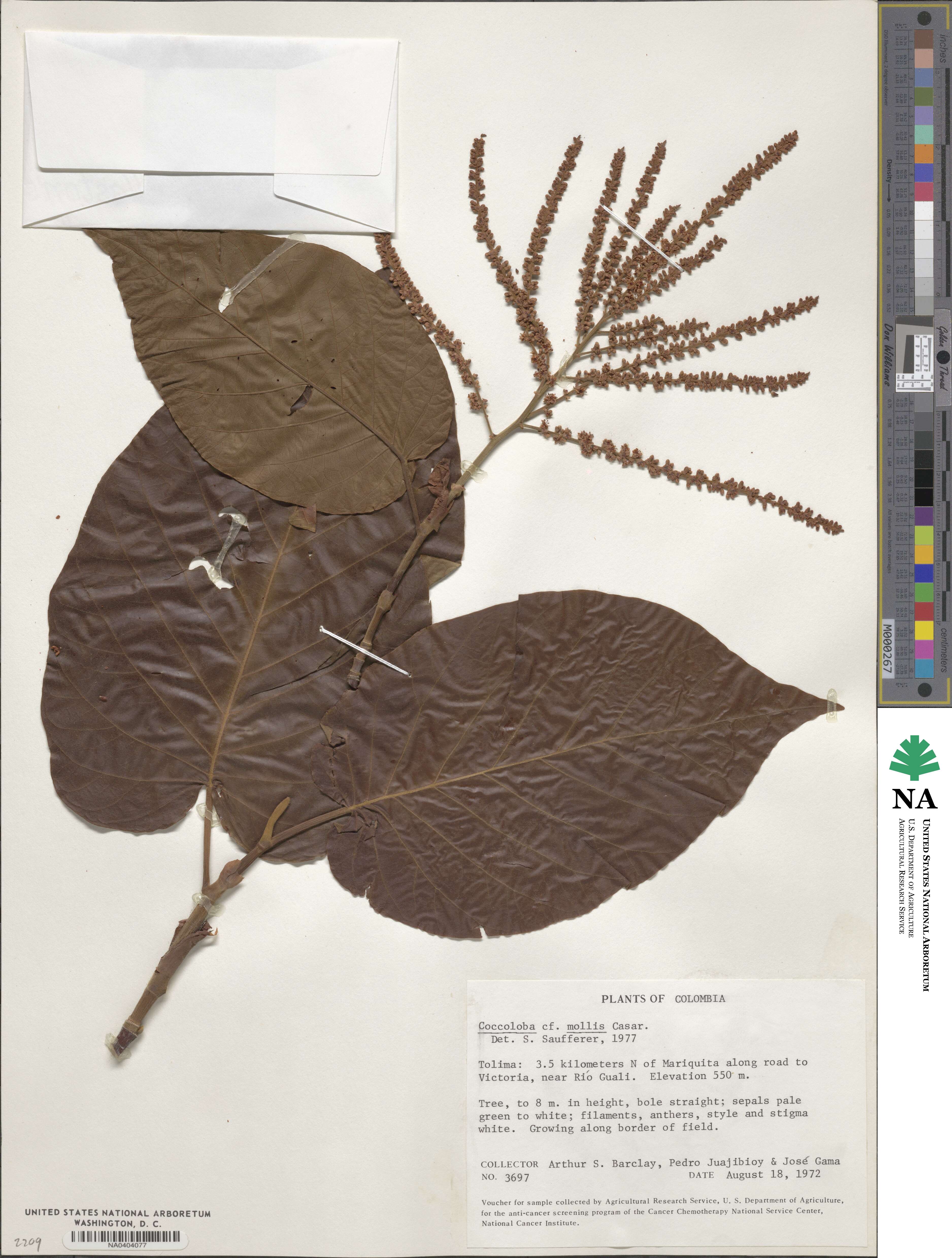 Coccoloba mollis image