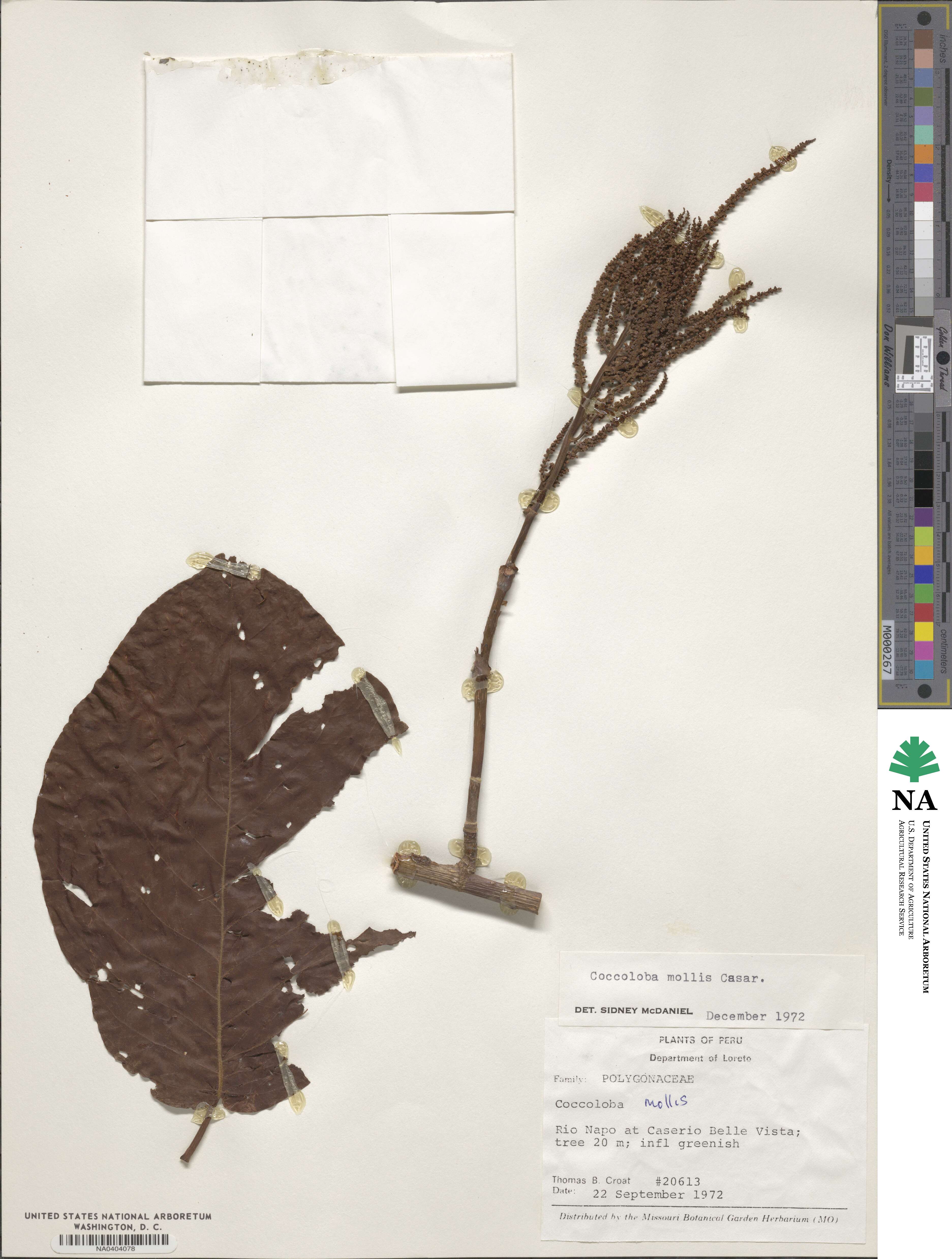 Coccoloba mollis image
