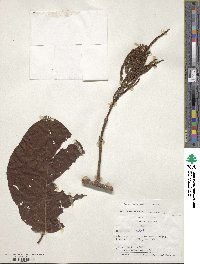 Coccoloba mollis image