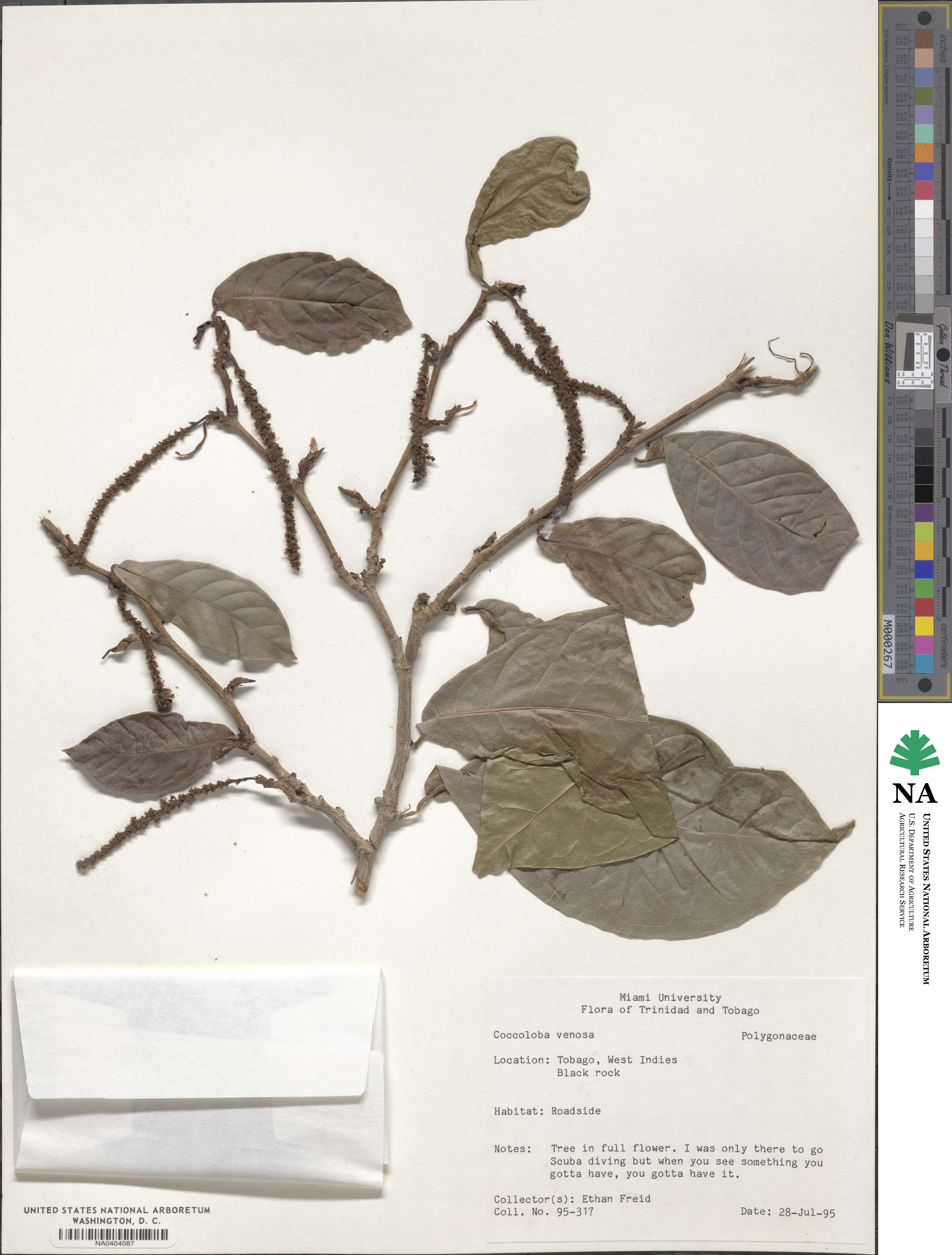 Coccoloba venosa image