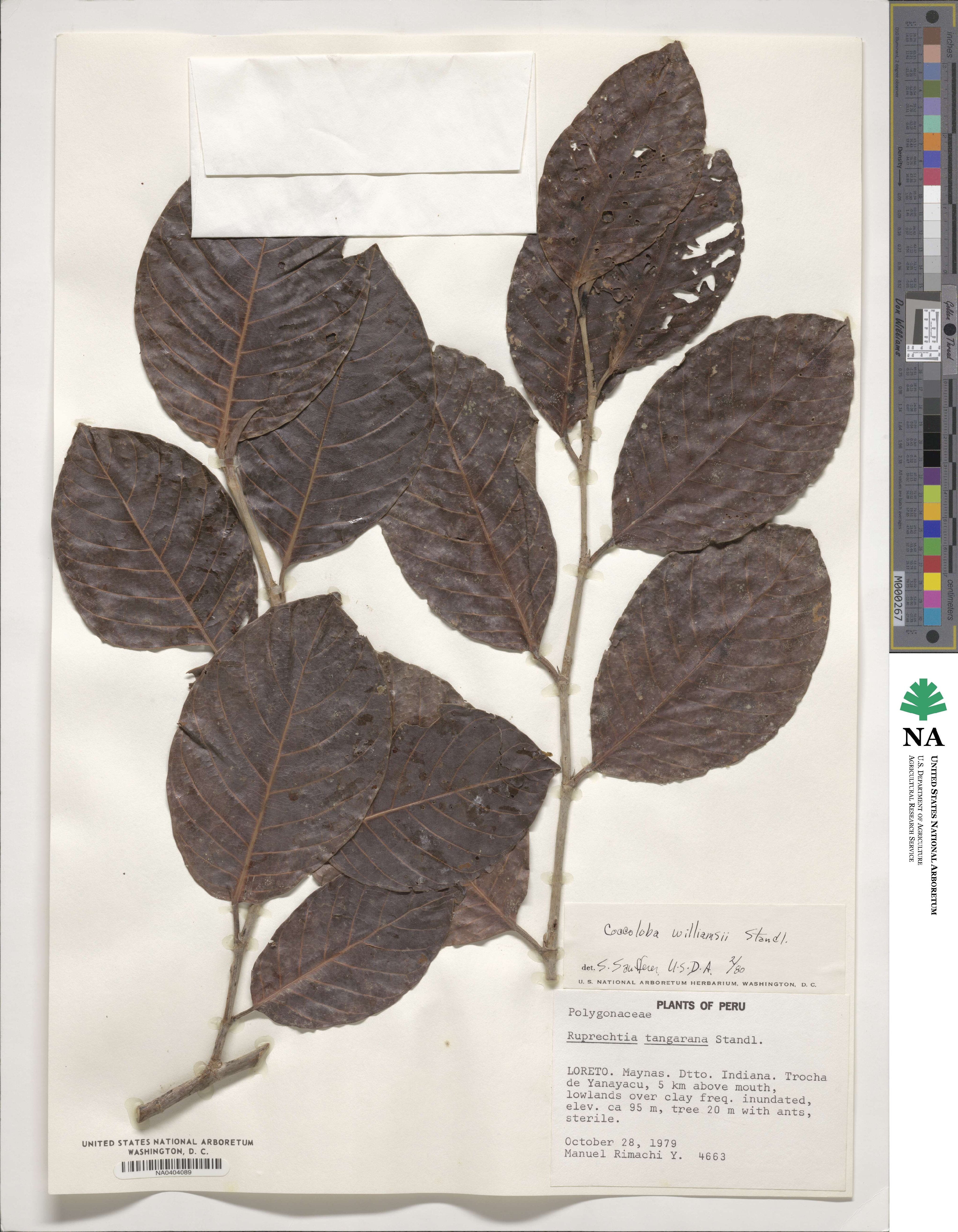 Coccoloba lehmannii image