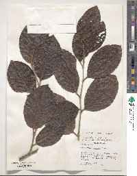 Coccoloba lehmannii image