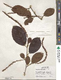 Coccoloba lehmannii image