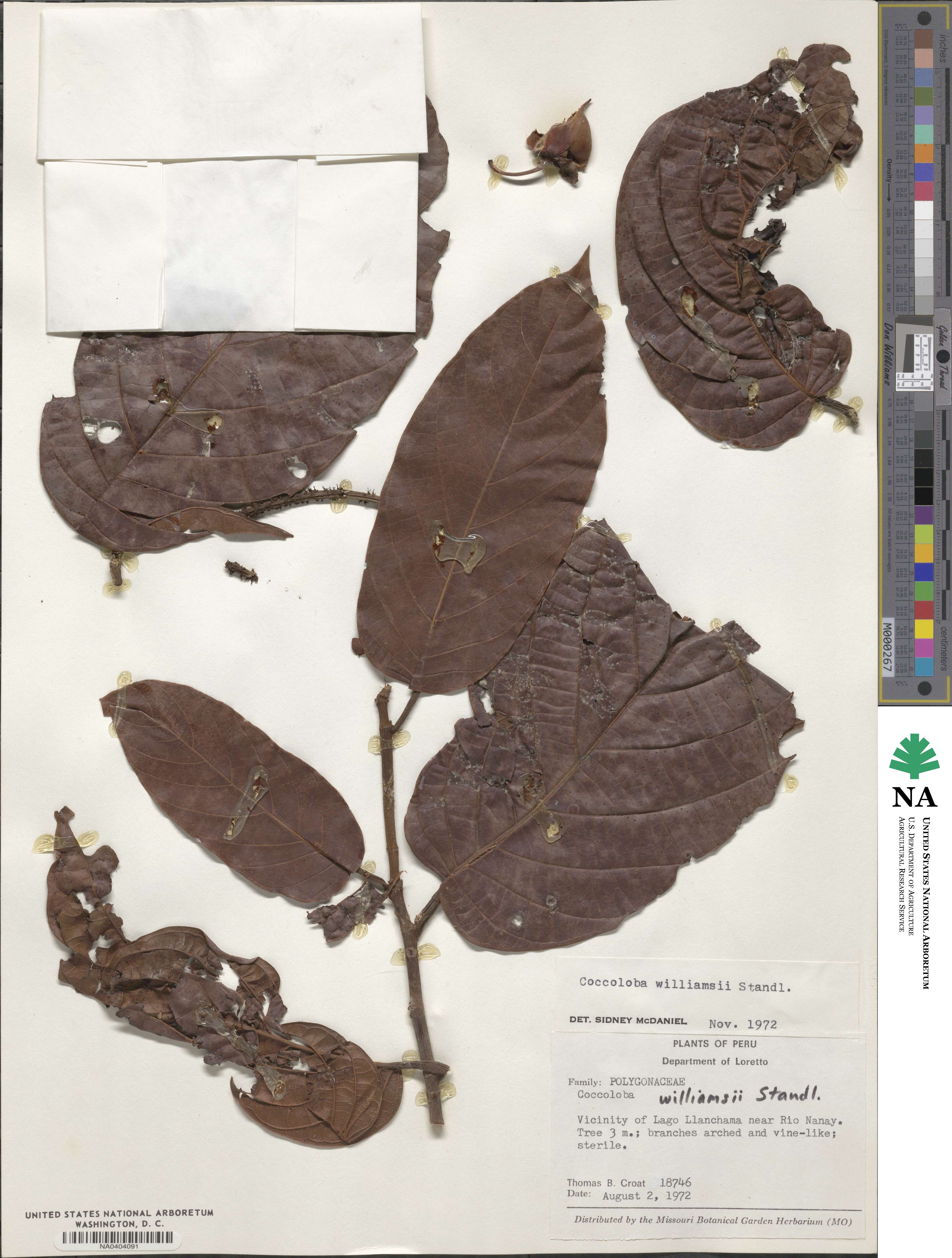 Coccoloba lehmannii image