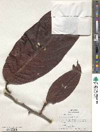 Coccoloba lehmannii image
