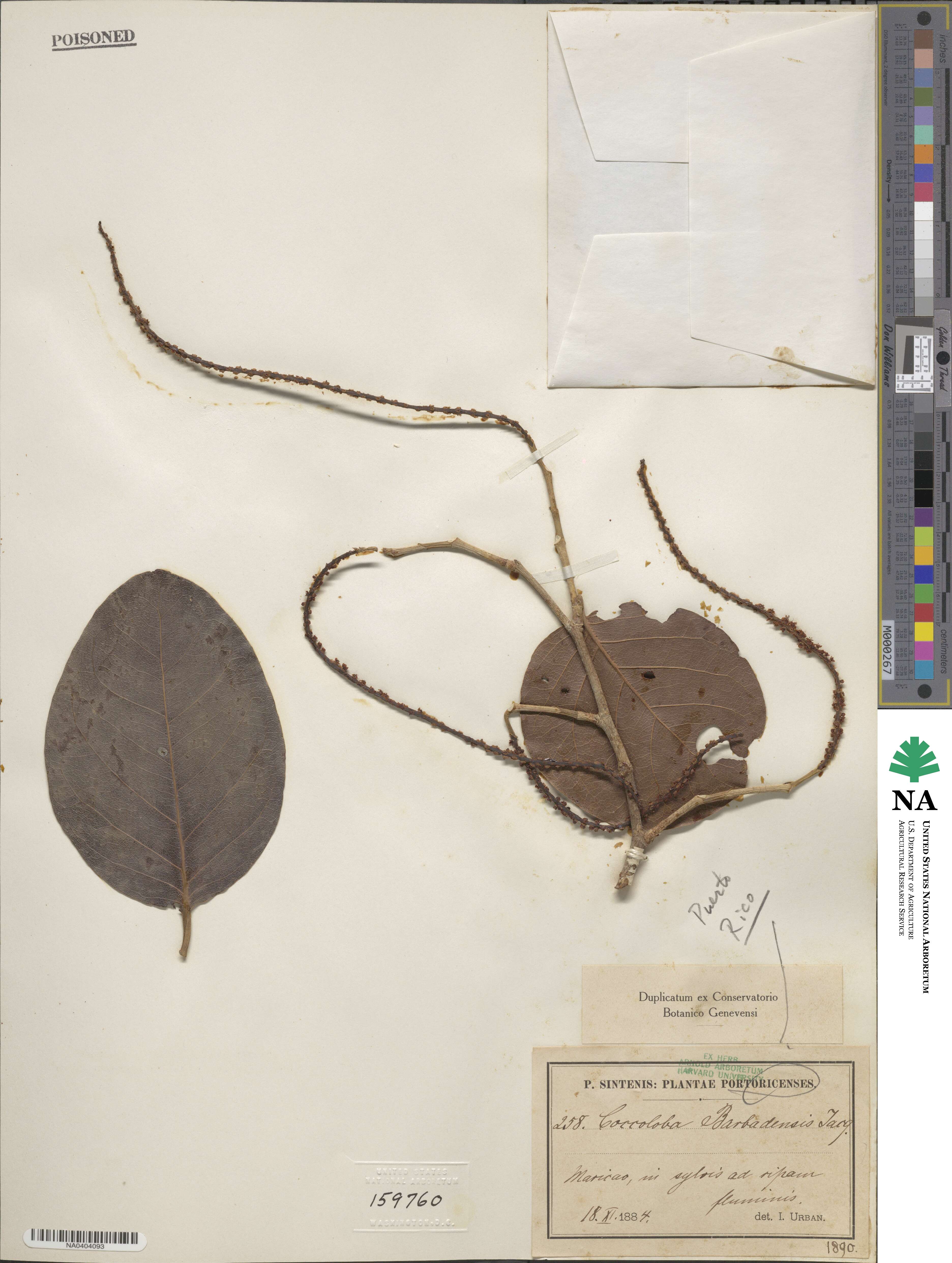 Coccoloba barbadensis image