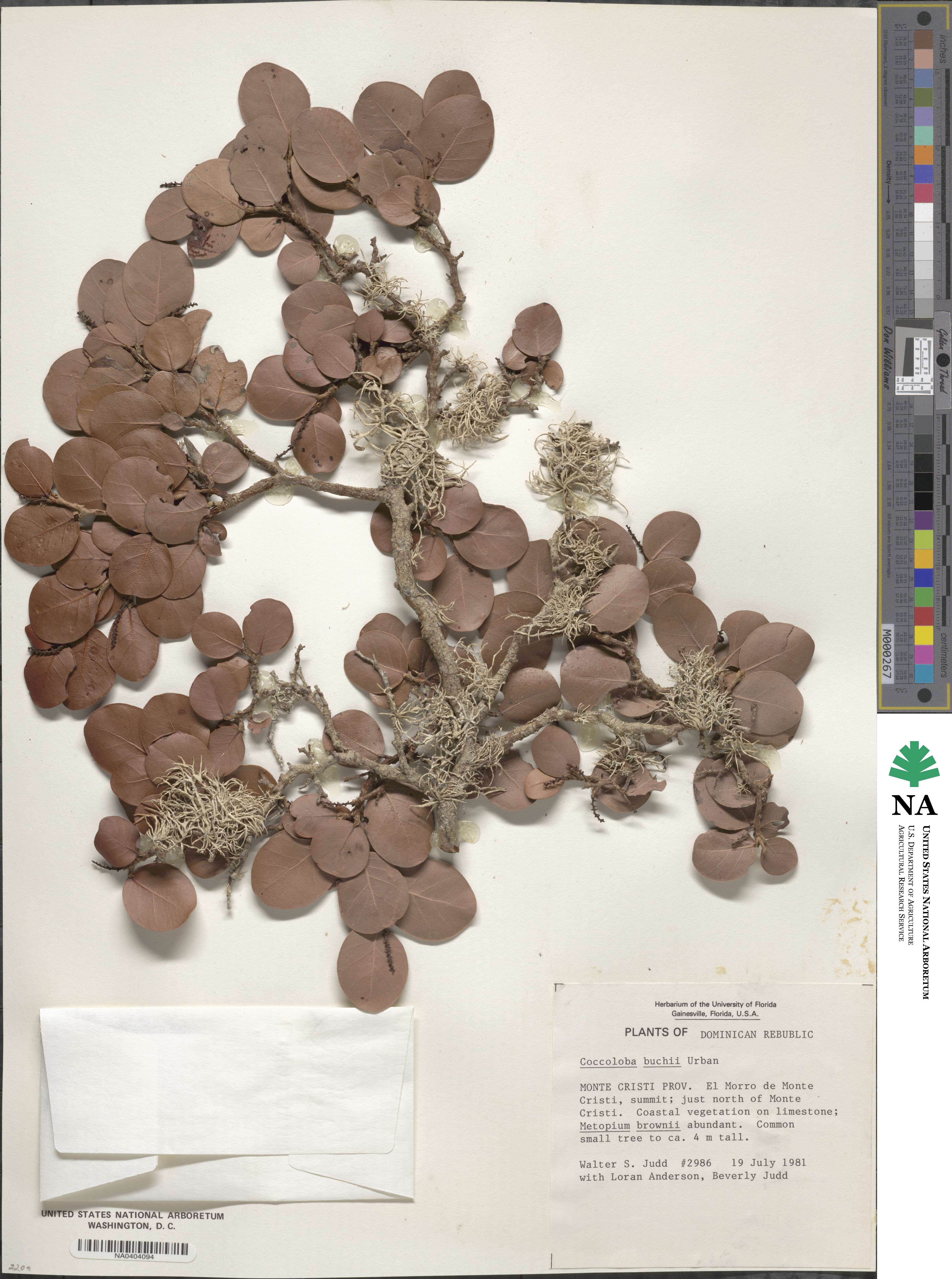 Coccoloba buchii image