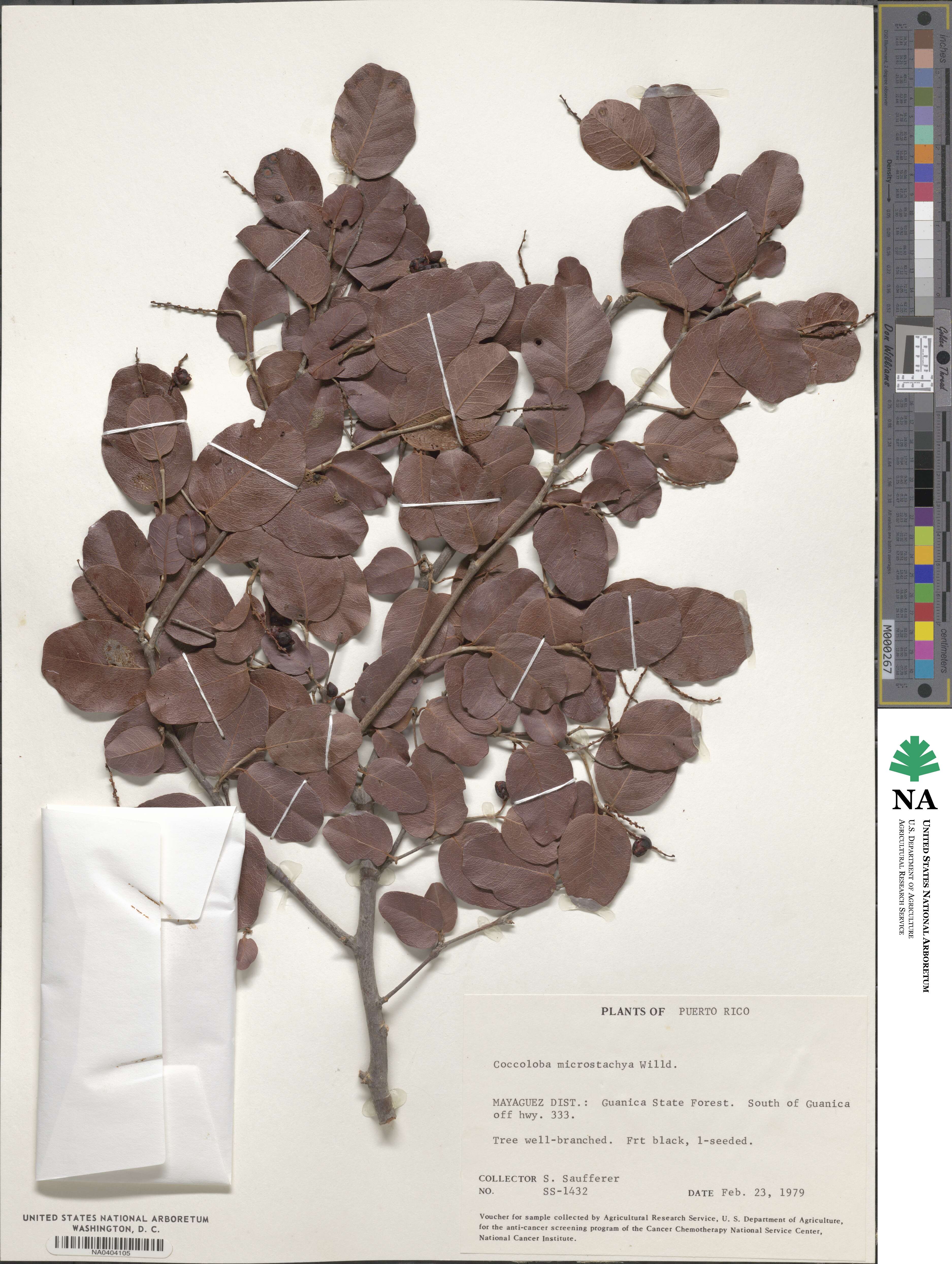 Coccoloba image