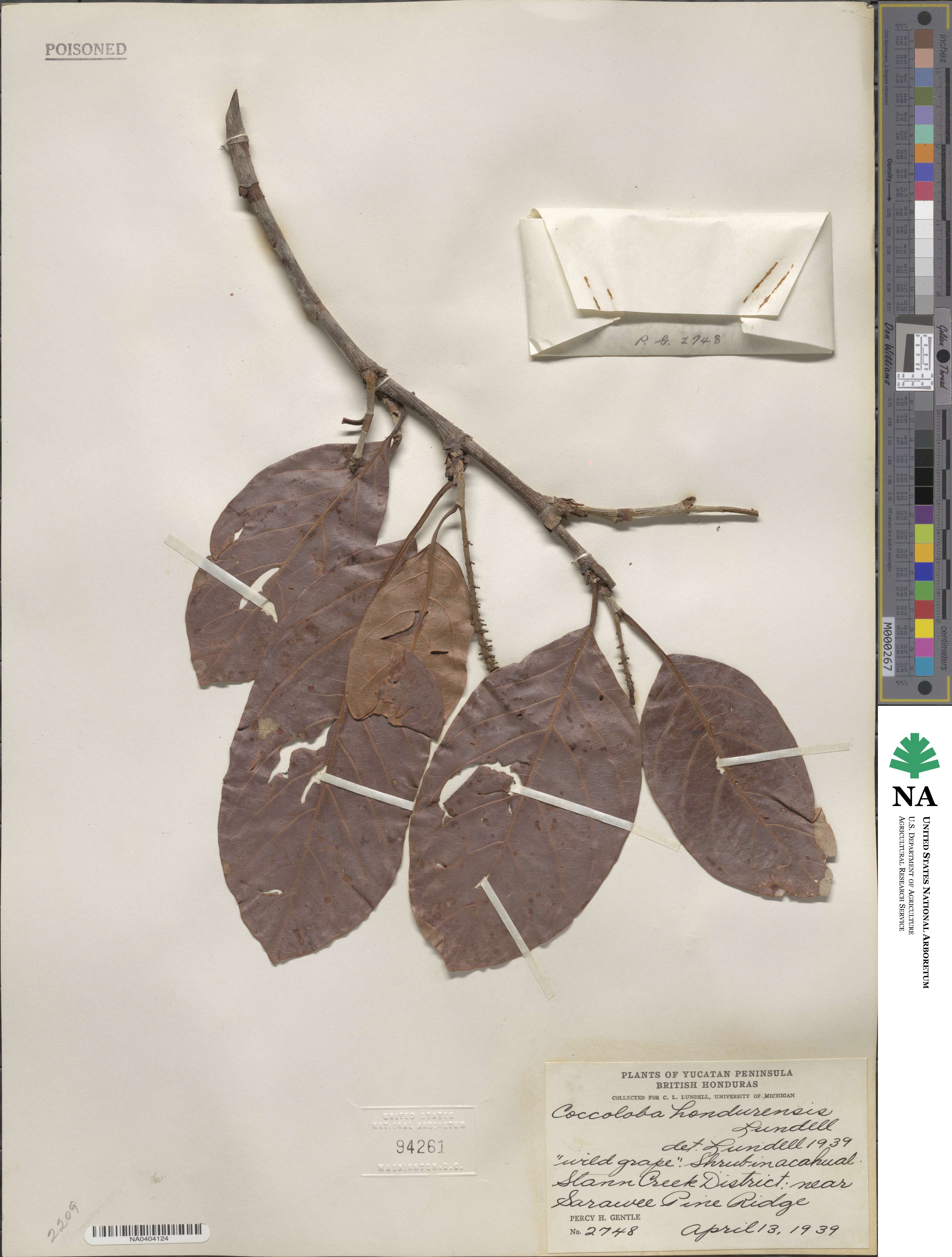 Coccoloba hondurensis image