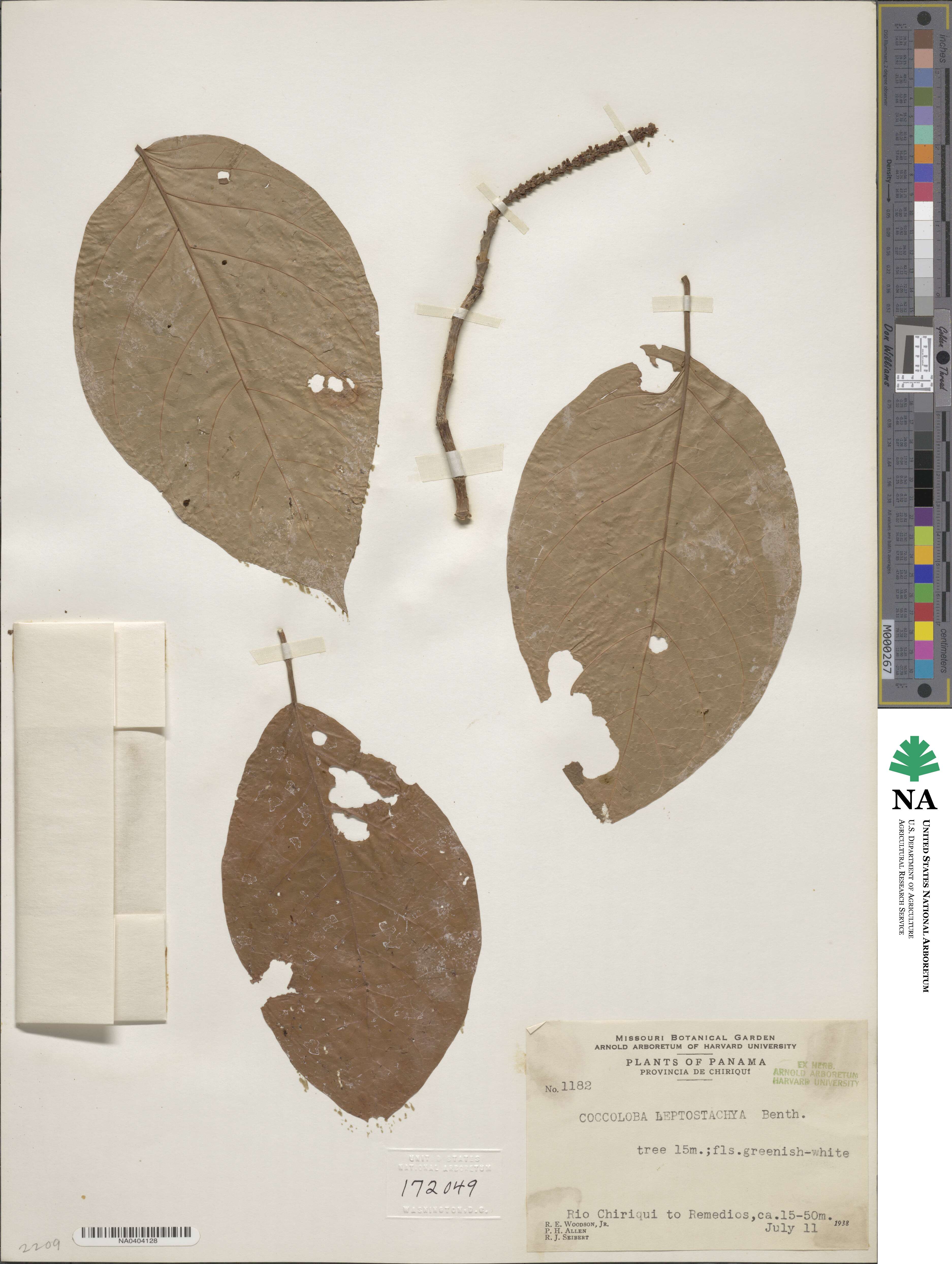 Coccoloba excelsa image