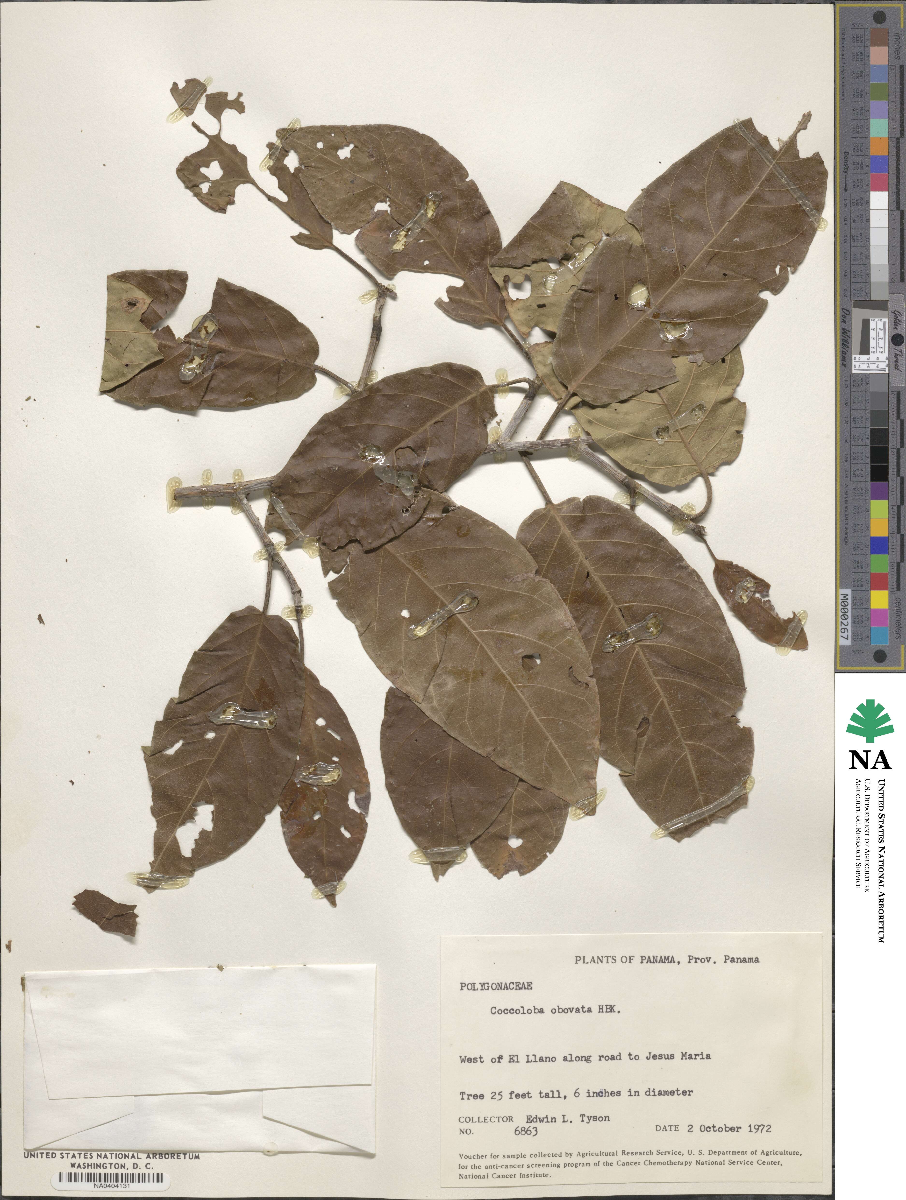 Coccoloba obovata image