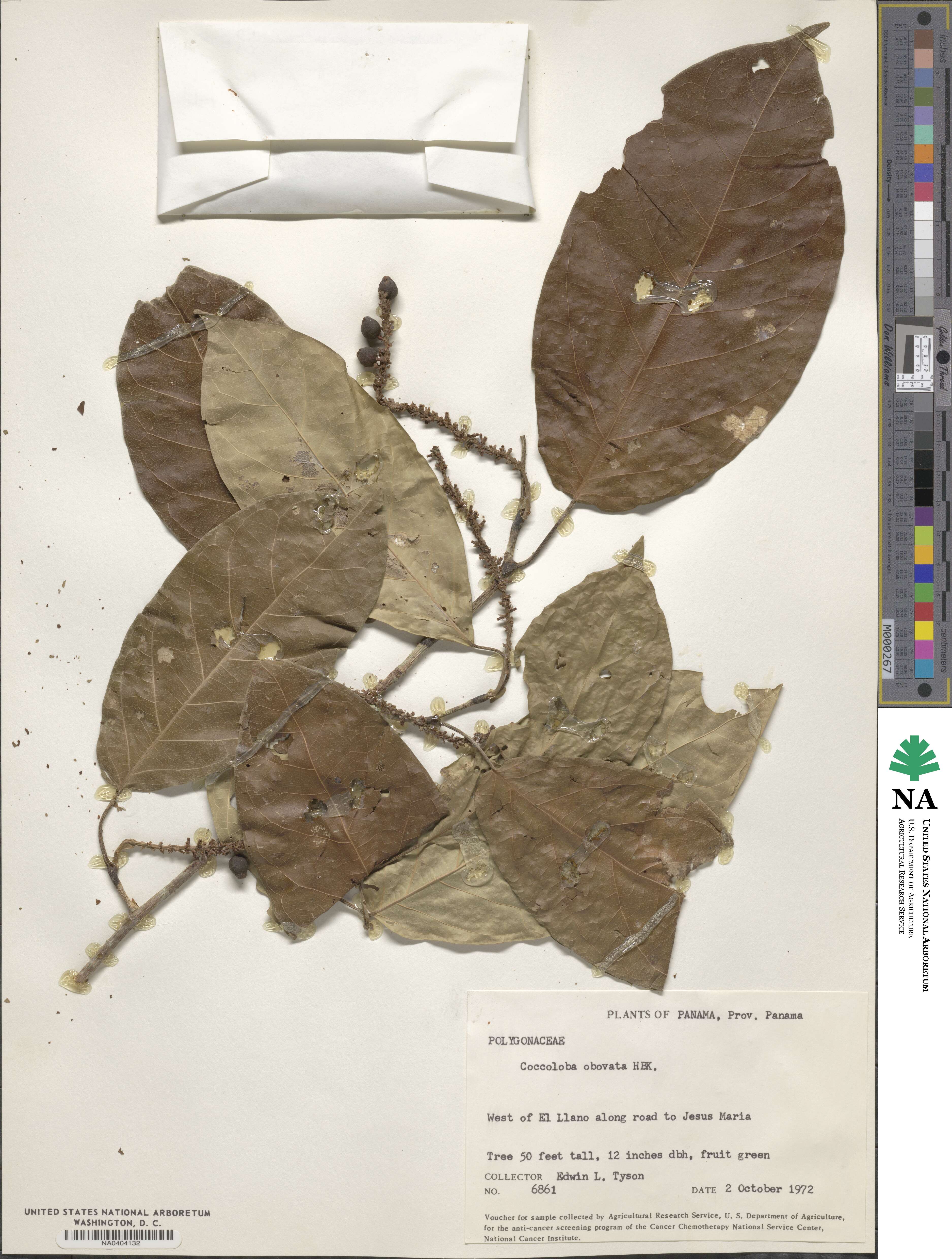 Coccoloba obovata image