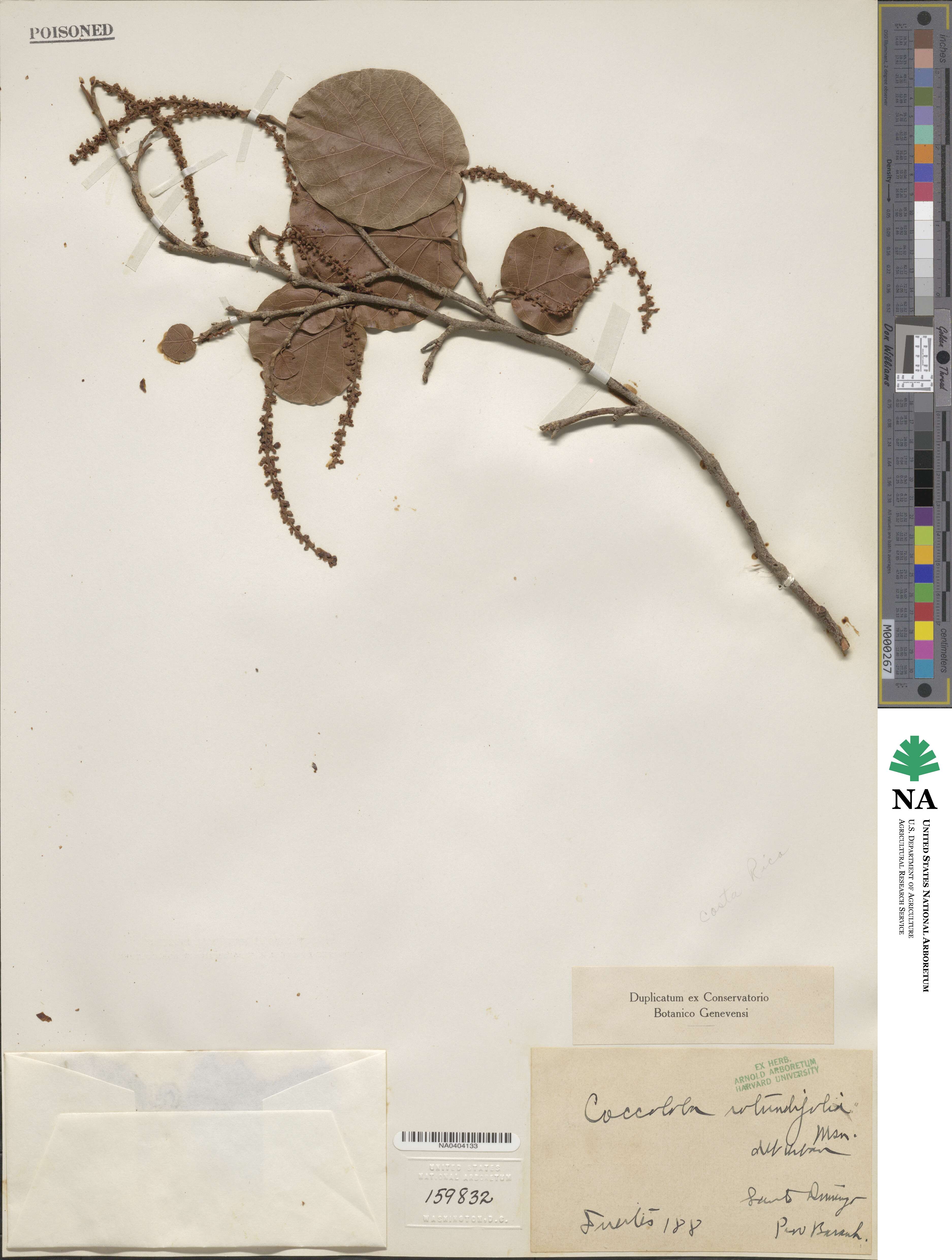 Coccoloba leoganensis image
