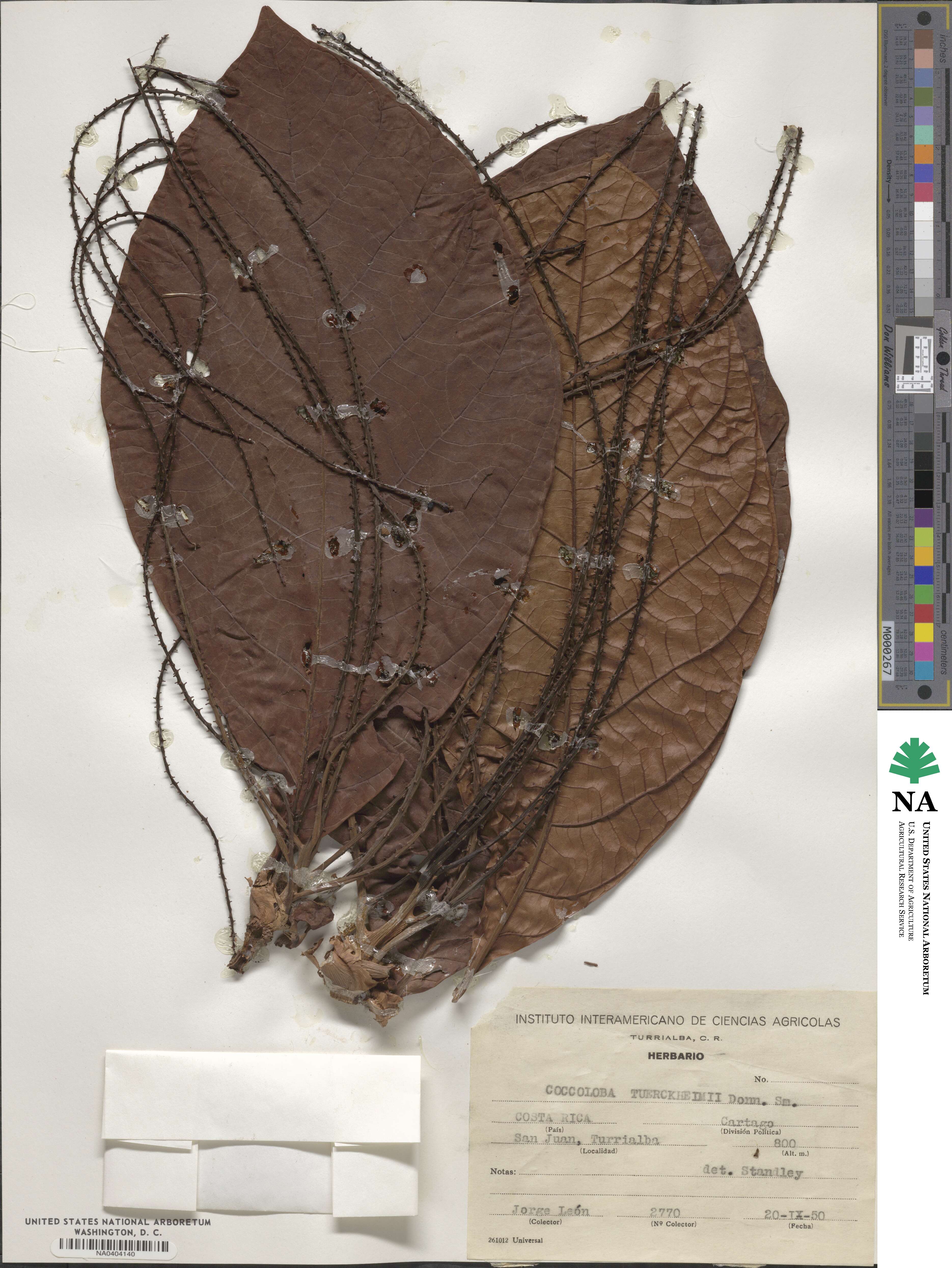 Coccoloba tuerckheimii image