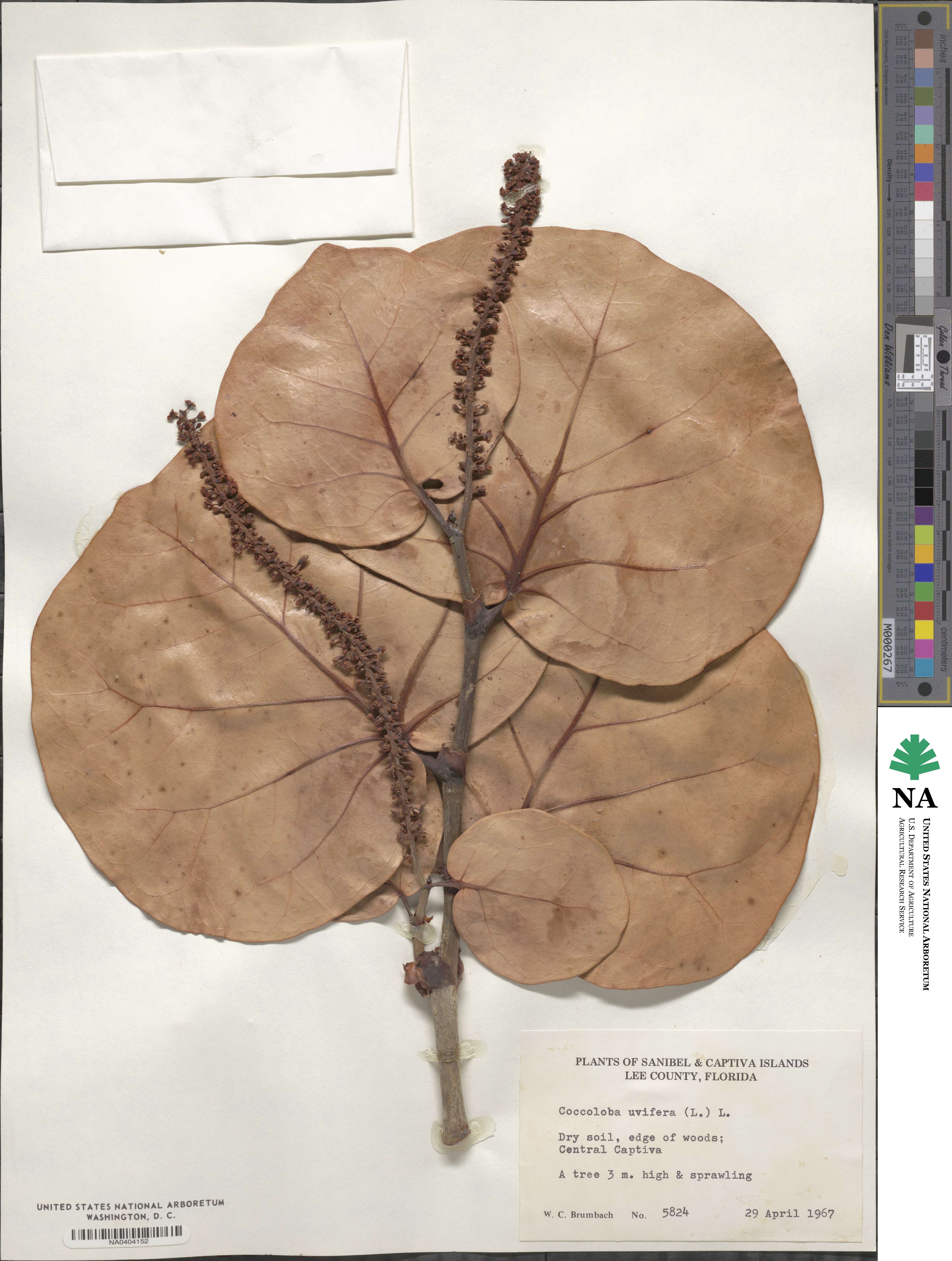 Coccoloba uvifera image