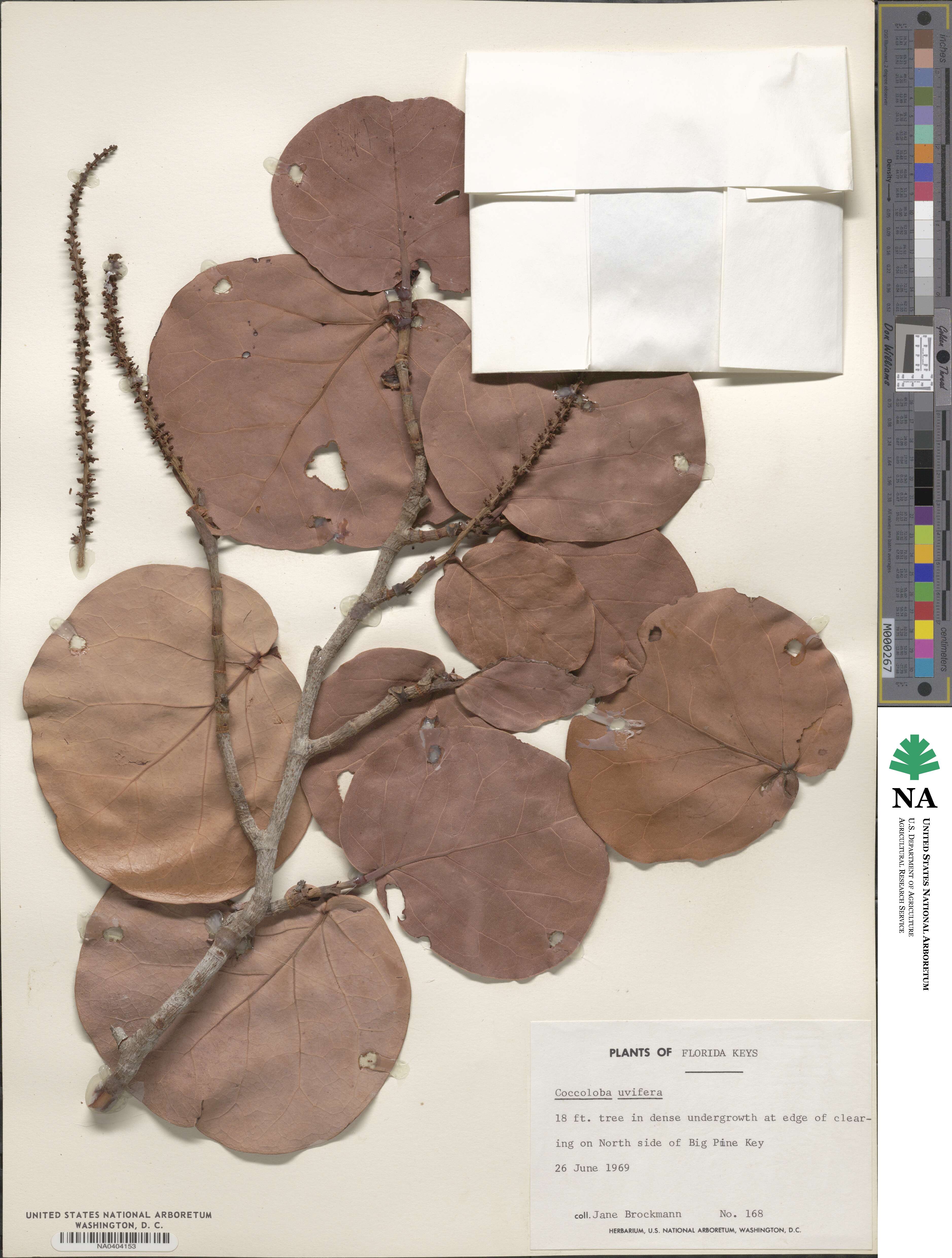 Coccoloba uvifera image