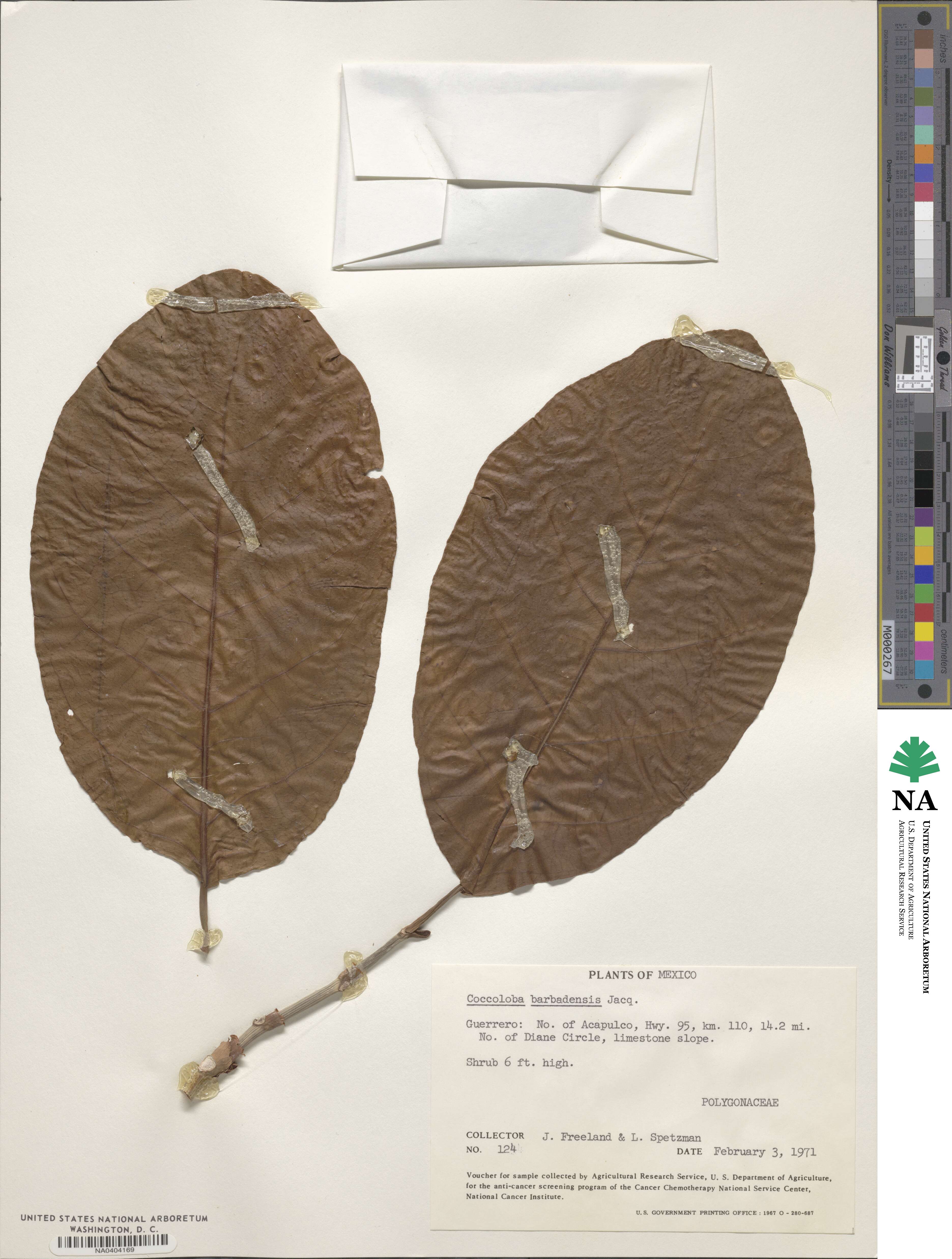 Coccoloba barbadensis image