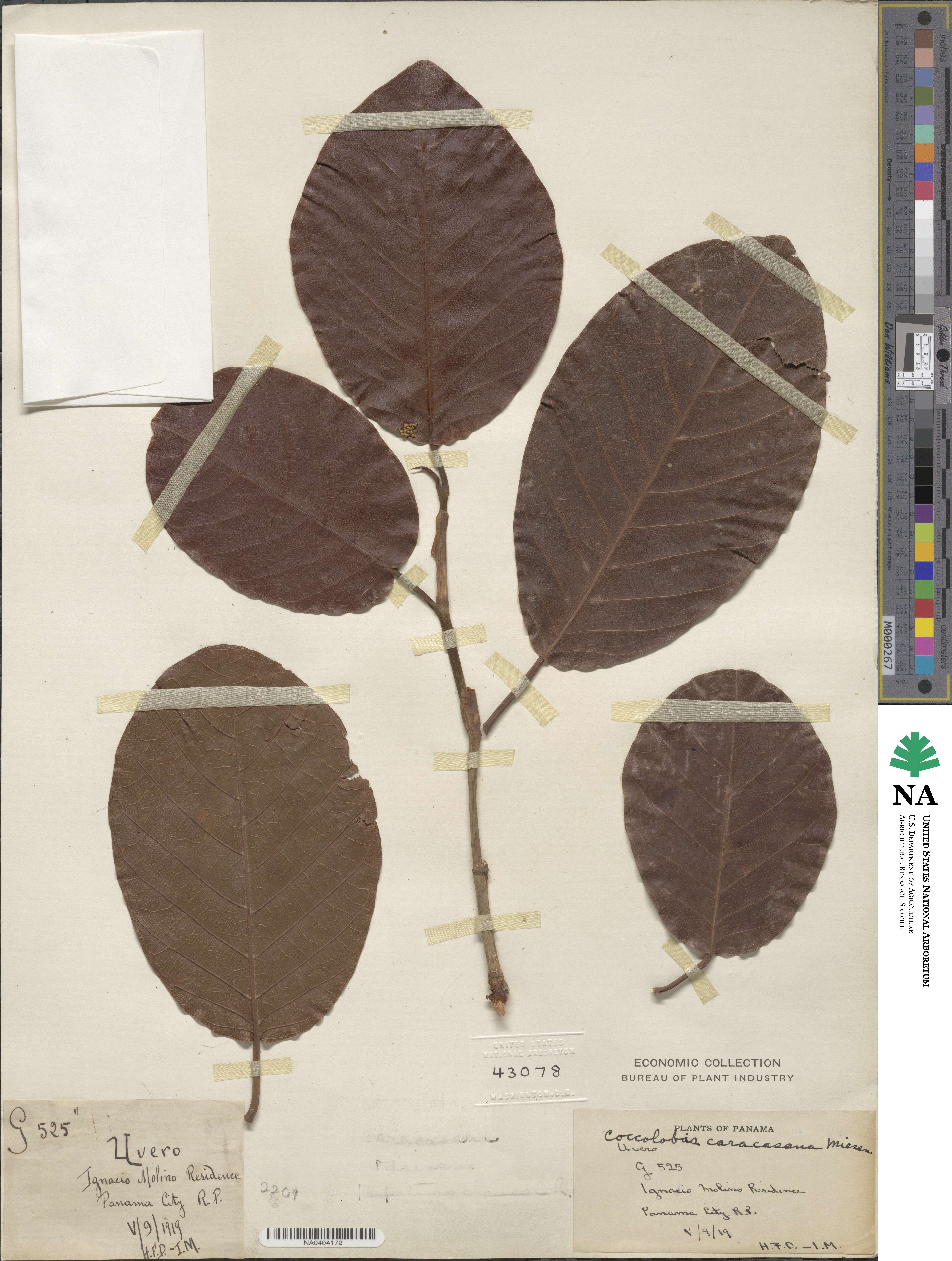 Coccoloba caracasana image