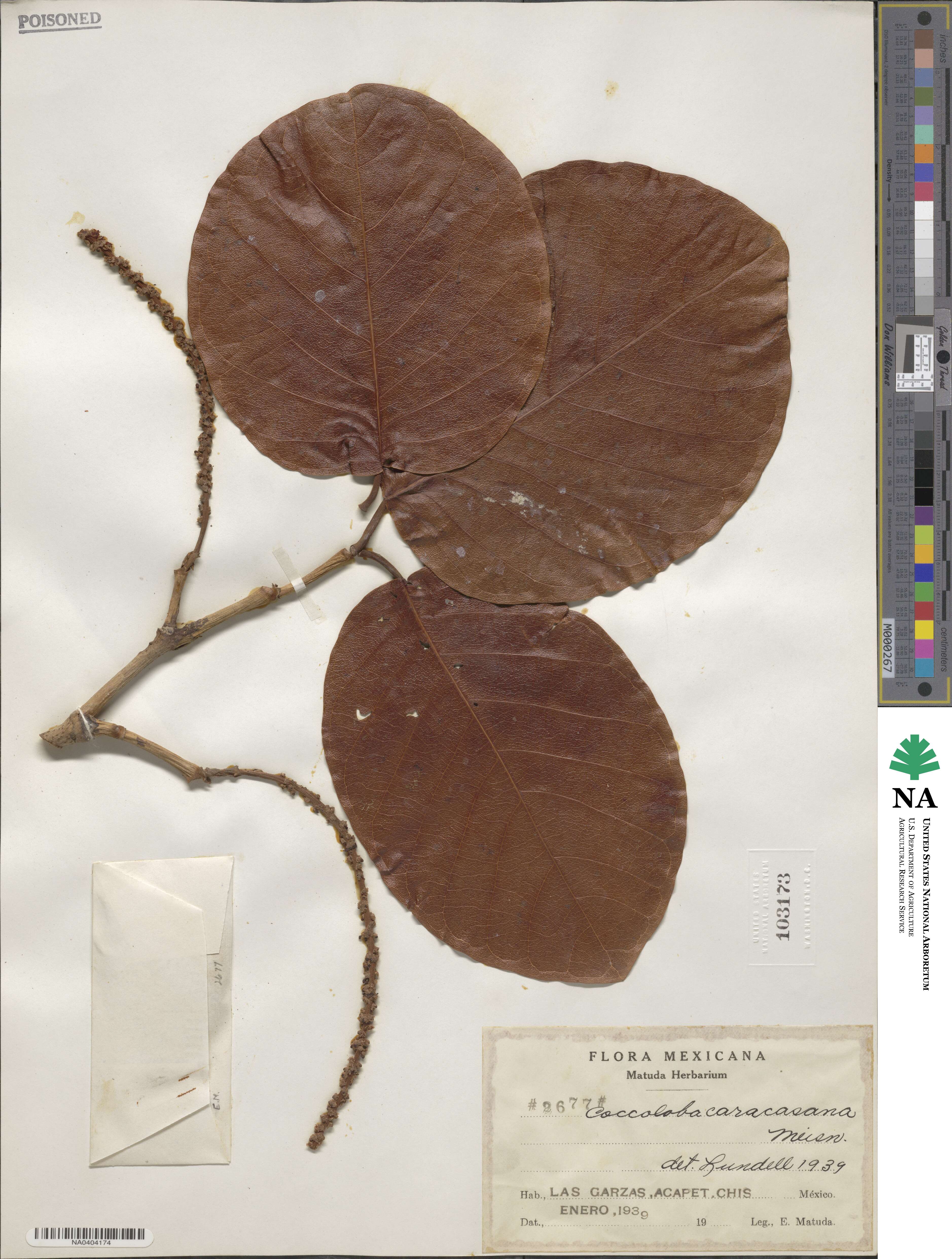 Coccoloba caracasana image