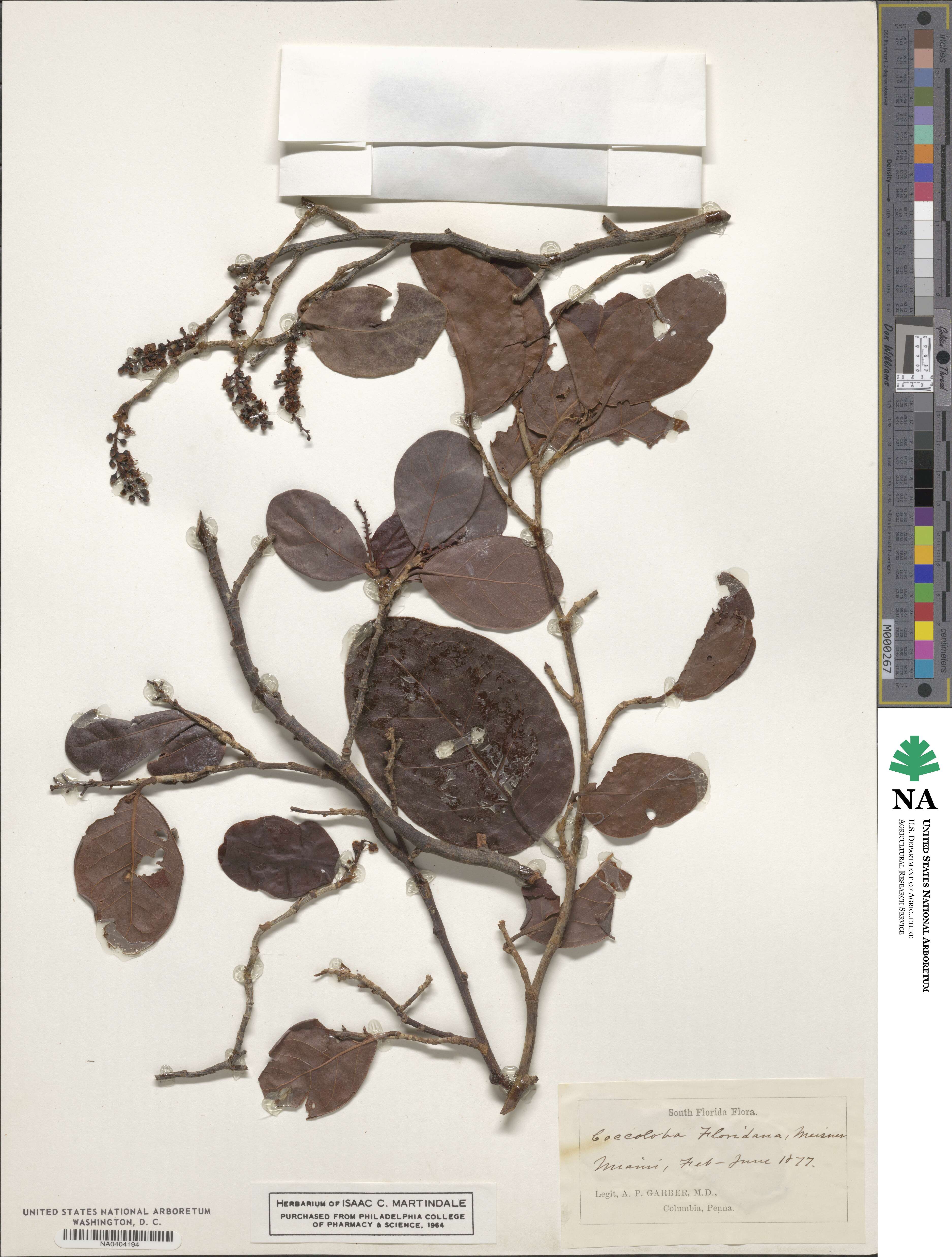 Coccoloba diversifolia image