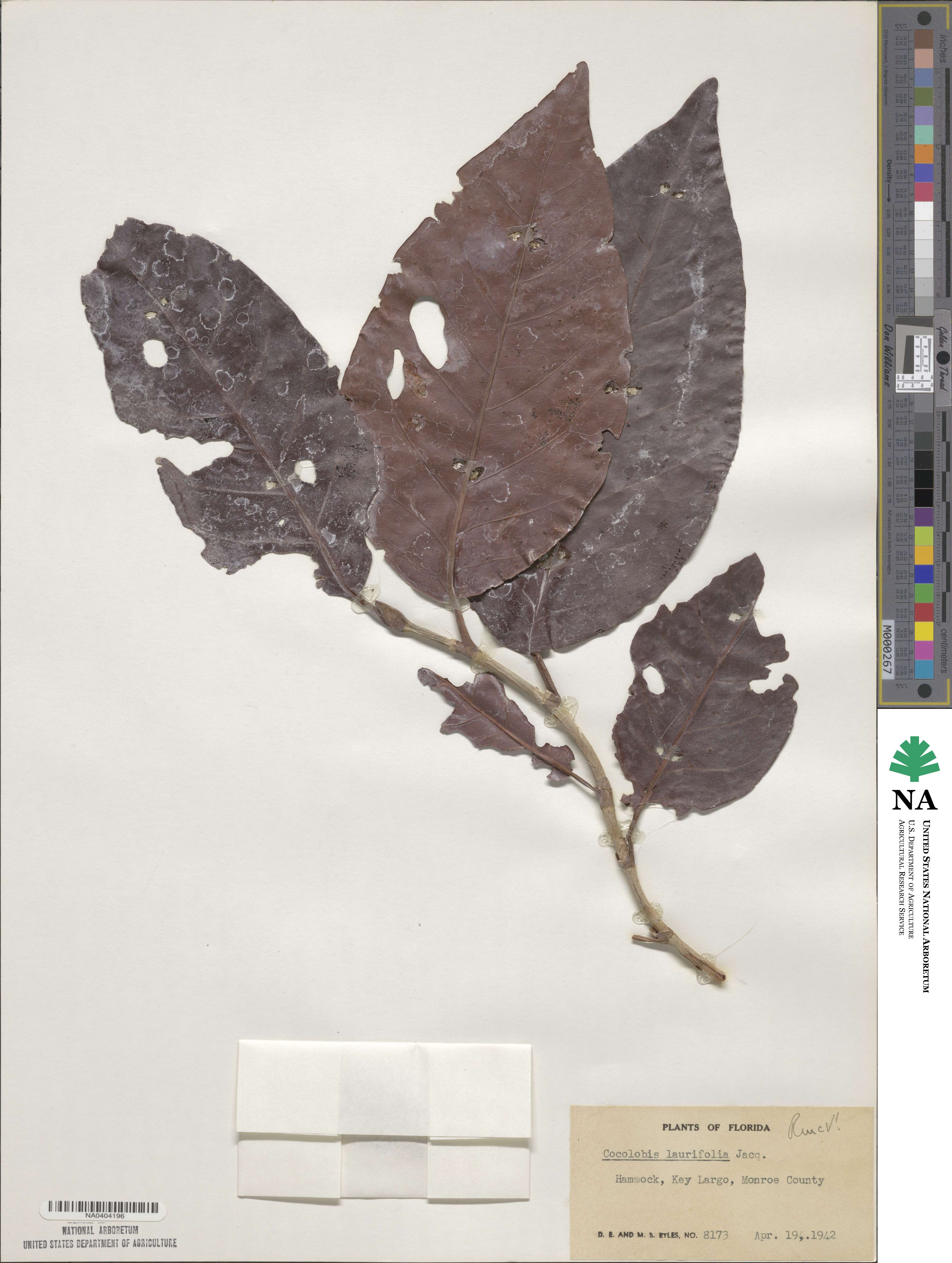 Coccoloba diversifolia image