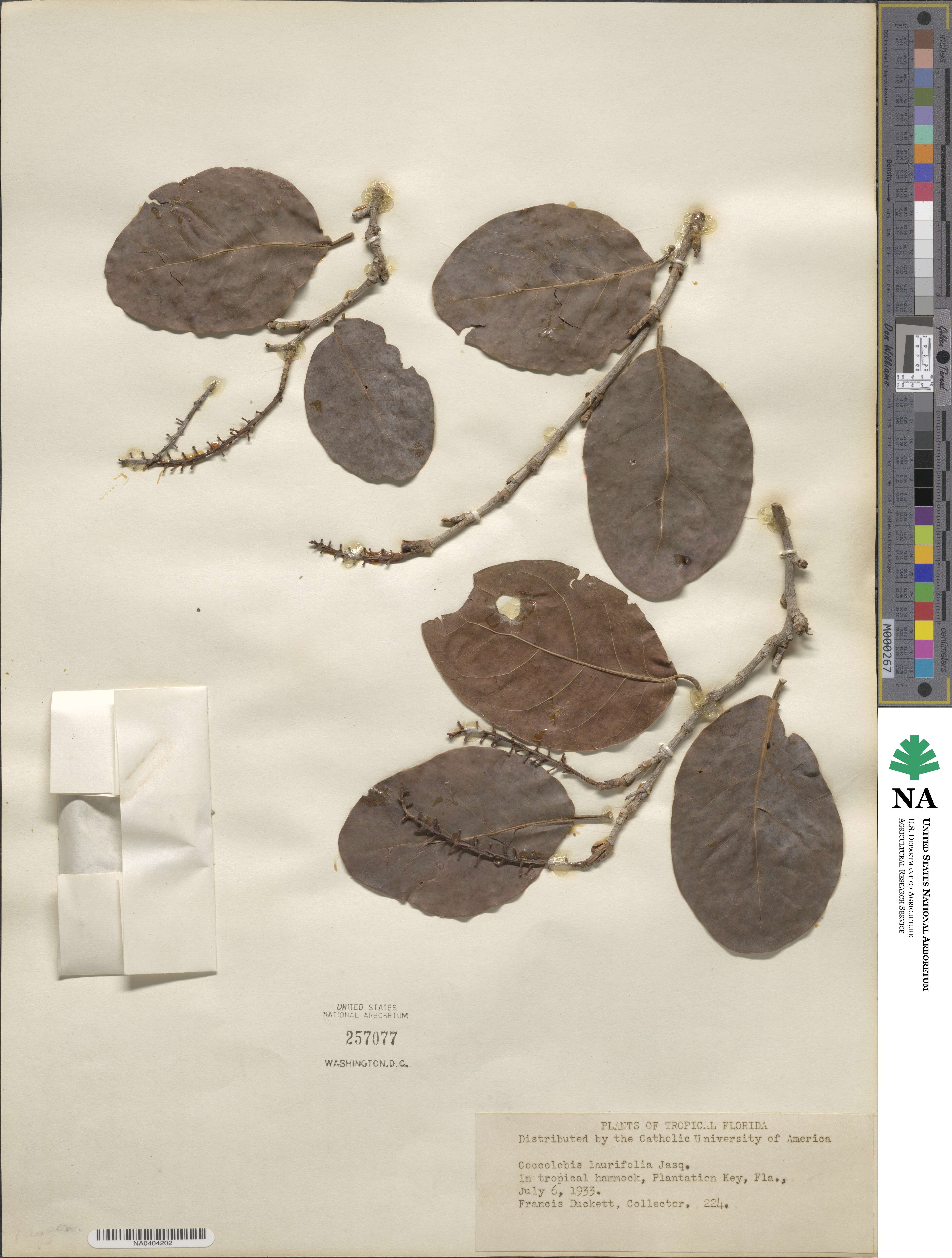 Coccoloba diversifolia image