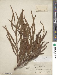 Muehlenbeckia platyclada image