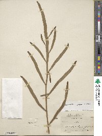 Muehlenbeckia platyclada image