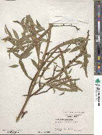 Muehlenbeckia platyclada image