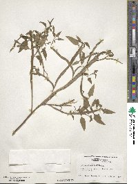 Muehlenbeckia platyclada image