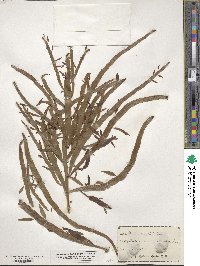 Muehlenbeckia platyclada image