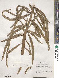 Muehlenbeckia platyclada image