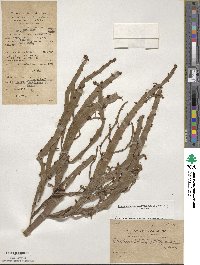 Muehlenbeckia platyclada image