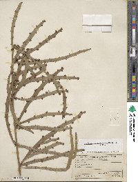 Muehlenbeckia platyclada image