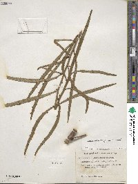 Muehlenbeckia platyclada image