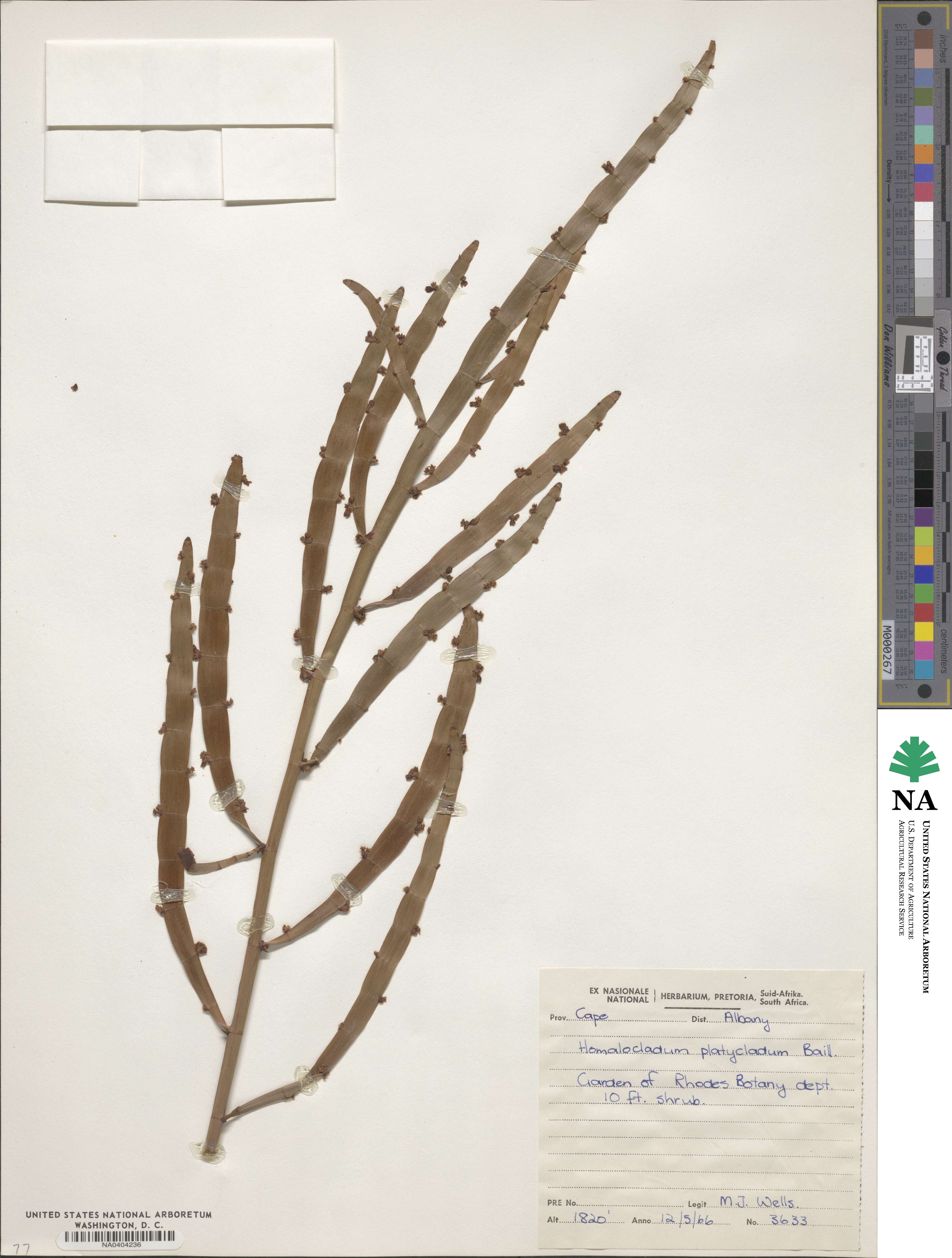 Muehlenbeckia platyclada image