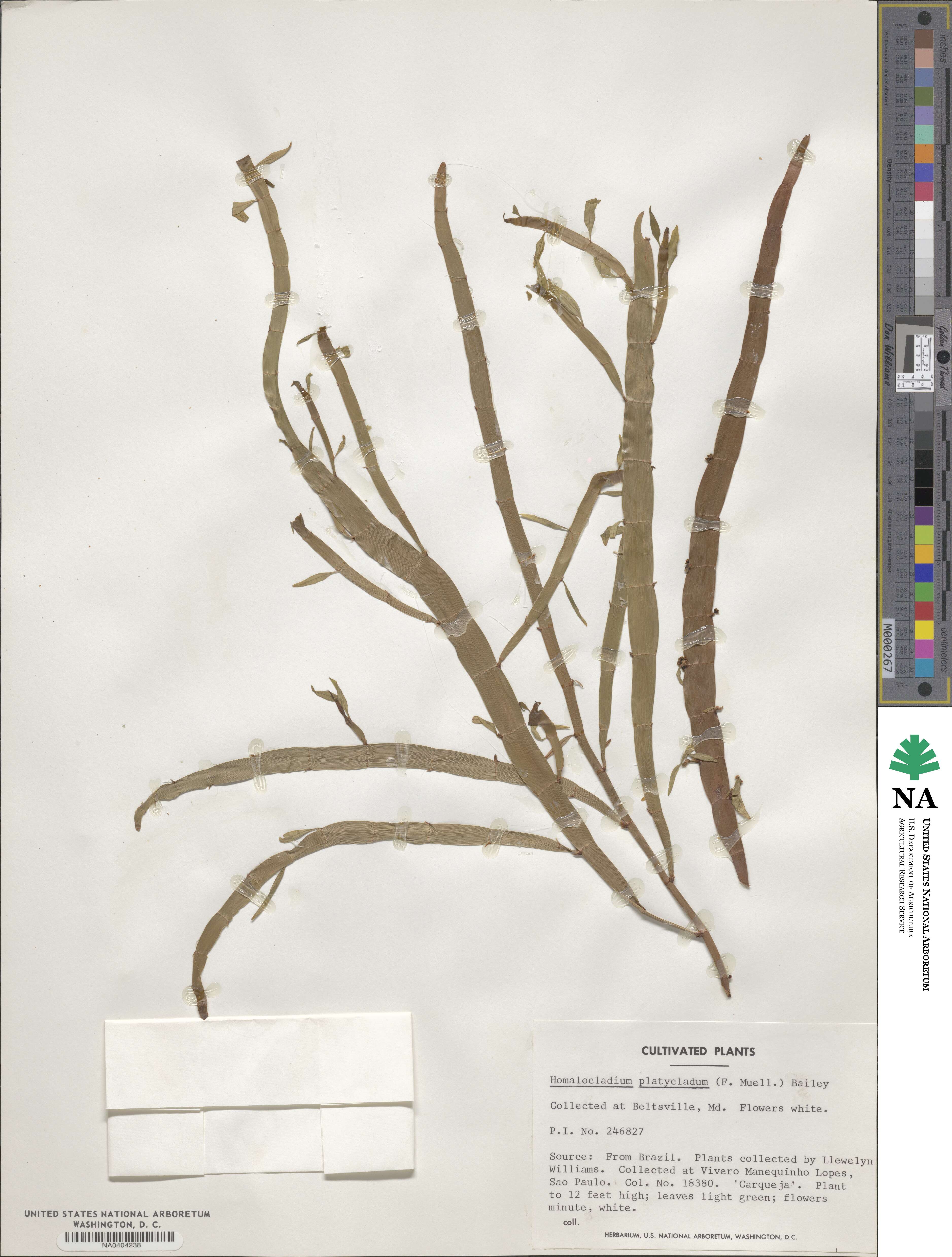 Muehlenbeckia platyclada image