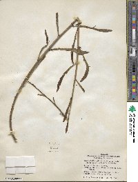 Muehlenbeckia platyclada image
