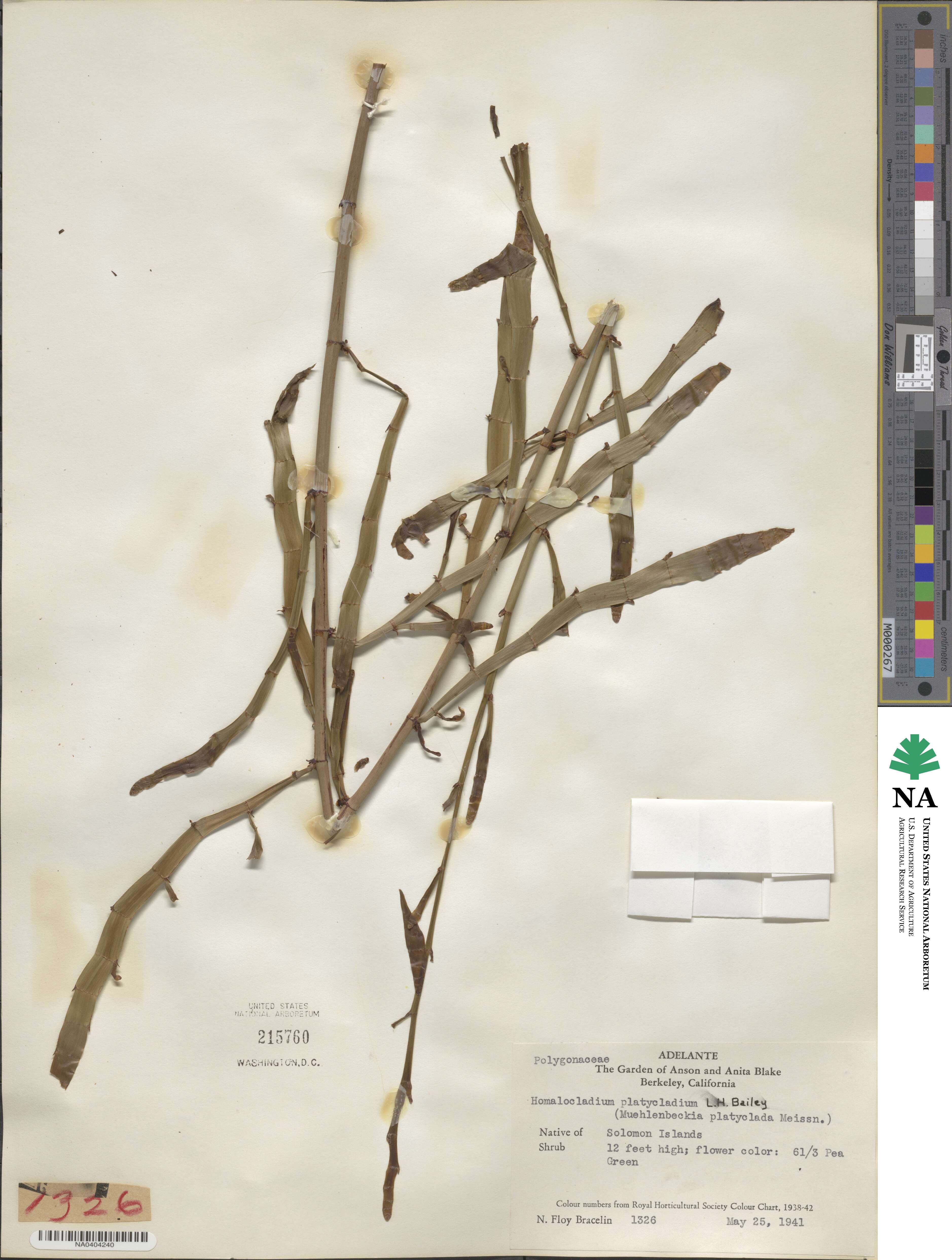 Muehlenbeckia platyclada image