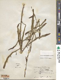 Muehlenbeckia platyclada image